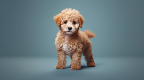 Poodle Puppy For Sale - Lone Star Pups